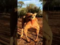 The secret of jacked kangaroos physique