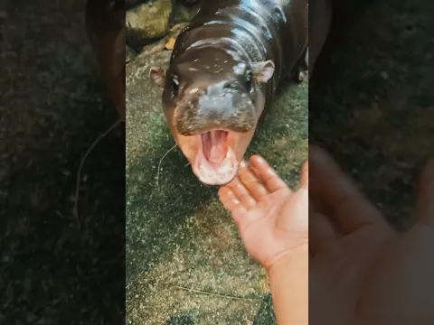 Animal Transformation #funny #cute #animals