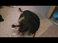 Mentally retarded dog makes funny noises