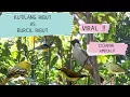 Download Lagu Suara Pikat Kutilang Ribut Vs Burcil Ribut Paling Viral