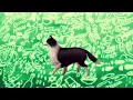 Mac DeMarco // This Old Dog (Official Audio)