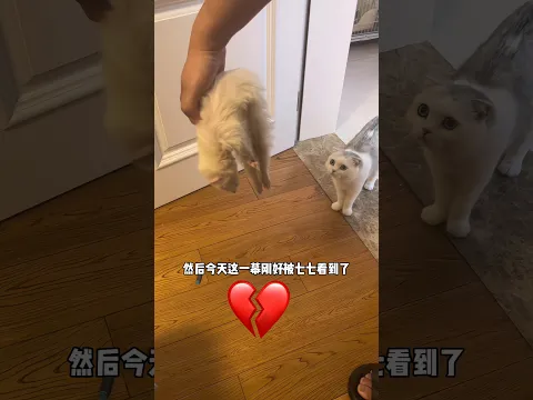Cat Thought His Friend Was Dead 💔🥺
