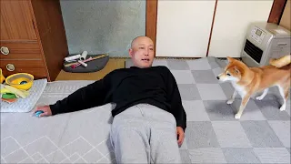 目測を2回誤る犬 #shorts