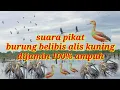 suara pikat burung belibis ampuh‼️ 2022 lesser whistling duck #1