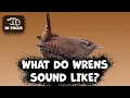Download Lagu Seperti Apa Suara Burung Wren Eurasia?