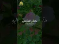 Download Lagu Surah Qaaf Ayat 9-10: The Creation of Man and the Power of Allah#shorts #qiraattv #recitation #quran