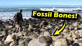 Fossil road trip down to Oamaru with a fossil prep