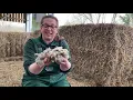 Bocketts Farmyard Classroom Series - Ep2 All about sheep
