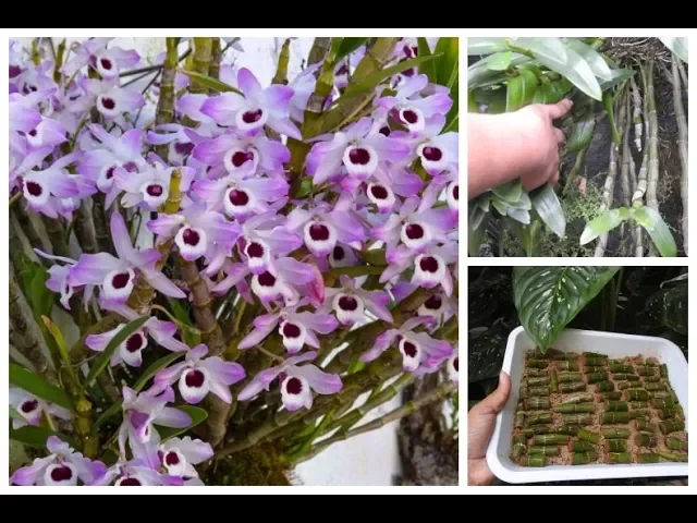 COMO MULTIPLICAR SUAS ORQUÍDEAS 10 X MAIS MUDAS