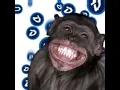 monkey gif