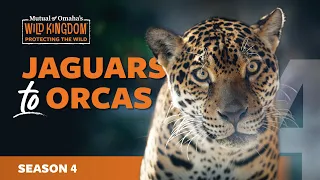 Jaguars Grizzlies and Orcas Season 4 Trailer Wild Kingdom Protecting the Wild