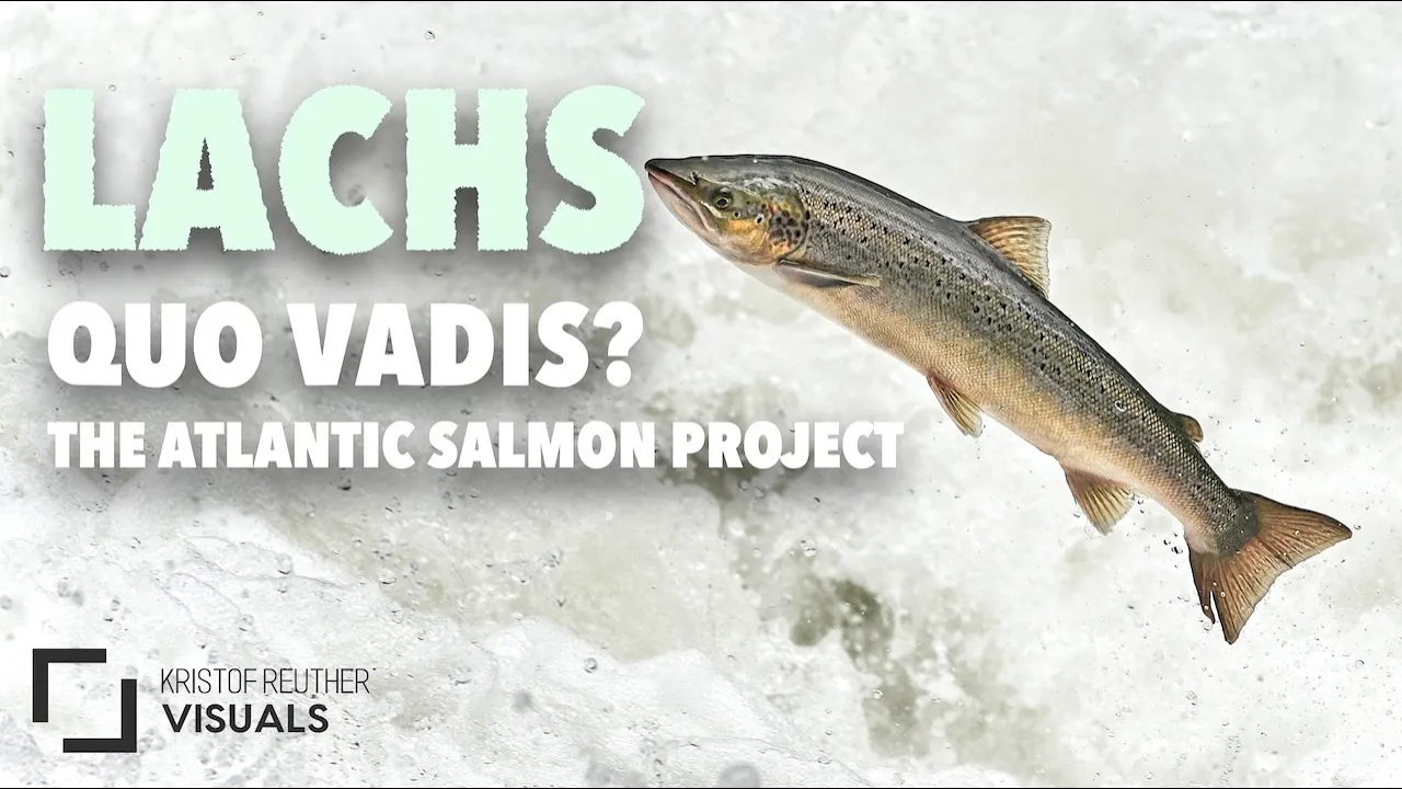Lachs - quo vadis | The Atlantic salmon project (4K)