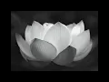 Bobby Broom - Jackson Wheeler Represents! (on KD's "Lotus Blossom") #bobbybroomguitar #jazz