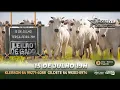 Download Lagu ESTRELA LEILÕES - 15  / 07  / 2025 -  19 HS. - Morrinhos  - Goiás.