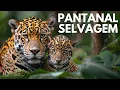 Download Lagu PANTANAL - SEGREDOS DA TERRA SELVAGEM | Documentário Completo