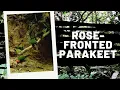 Download Lagu Rekaman kamera jebak menangkap burung parkit berwajah merah muda di Amazon Peru