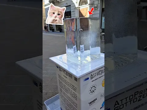 Sacó el Anillo del Hielo 🧊💍 #Catsoftiktok #CatLovers #cat #cute #FunnyCats #catcartoon #fyp