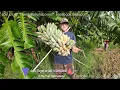 Harvesting Blue Java Banana Rack and Taste Test.