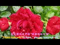Rose, Rose, I Love You   / Frankie Laine   ❤  玫瑰玫瑰我愛你 [ 中英 字幕 ]