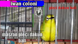 Download ocehan burung pleci dakun bali ngerol durasi buat mancing pleci malas bunyi 100% ampuh MP3