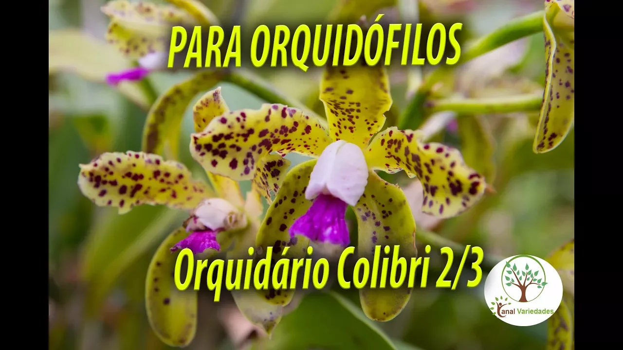 ORQUIDÁRIO COLIBRI, PARA QUEM GOSTA DE ORQUÍDEAS 2/3