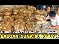Download Lagu REJEKI YANG BELI !! NEMU BURUNG GACORAN HARGA DI 80 RIBU DI PASAR BURUNG PRAMUKA