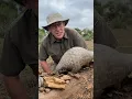 Lagu Pangolins can eat over 10000 ants a day! 😮 #pangolin #feeding #fyp
