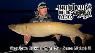 Season 4 Episode 11 - Cisco Spawn Muskies in Minnesota