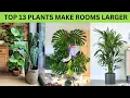Top 13 Plants That Make Small Rooms Feel Bigger Room Looks Bigger Fast