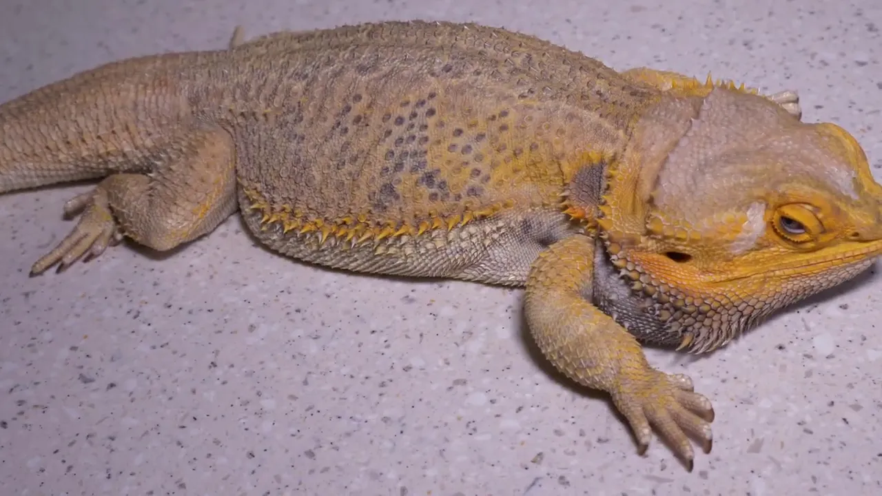 EMERGENCY GIANT SPERM PLUG REMOVAL BEARDED DRAGON | THE POOP TOLD US ALL | SAVE MONGO - download from YouTube for free