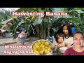 Download Lagu Minatamis na Saging + Nag harvest ng saging na Saba