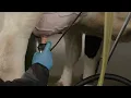 How to Administer ToDAY cephapirin sodium Prescription Antibiotic in Lactating Cows