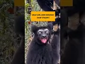 Lemur memanggil teman teman #bird #monkey #burungmacaw #parrot #horse #kucingkampunglucu #satwa