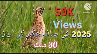 batair ki awaz quail voice part 1 harfemutabar