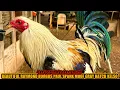 Download Lagu Beautiful Raymond Burgos Paul Spark Muff Gary Hatch Kelso ~ RAPTOR VALLEY GAMEFARM