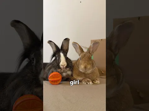 the cutest emo girl π° #fosterbunny #rescuerabbit #rabbits