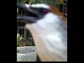 Download Lagu suara emosi burung kaso kaso