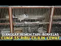 Download Lagu TIDAK BISA DIANGGAP REMEH CUMA 55 RIBU KALO SUDAH GACOR BEGINI CILILIN AJA LEWAT  !!!