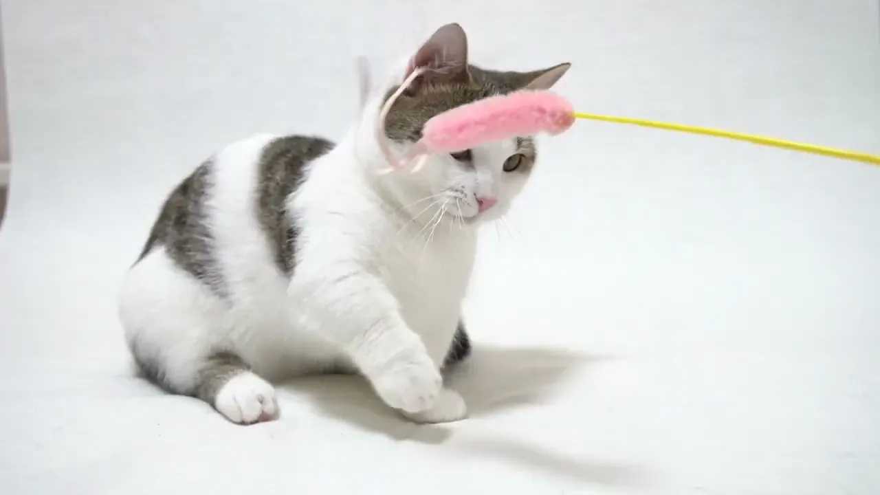動画