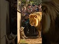 Download Lagu This cute cat was just a little scared of the lion! 🦁🐱#lion #cat #cute #animals