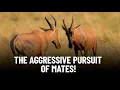 Download Lagu Why Female African Topi Antelopes Lead the Mate Chase