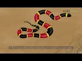 How to Tell the Difference Between a King Snake and a Coral Snake