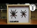 Tarantula Taxidermy - Cleaning and displaying tarantulas