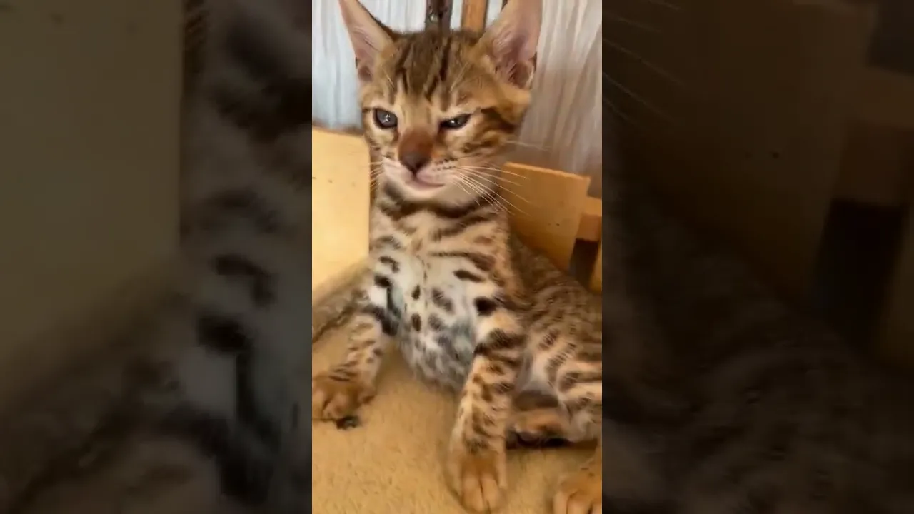 動画