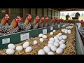 Download Lagu clean industrial laying hen farming - egg harvesting - disease prevention for 30 day old chicks
