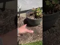 Classic Home and Garden Whiskey Plastic Resin Flower Pot Barrel Planter The Garden Pot that WONT BR