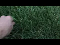10 days after TruGreen application