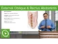 External Oblique Rectus Abdominis Muscle - Anatomy Lecturio