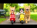 Download Lagu Mama Cat Trims Fur on the Farm and Makes Tiger Hat For Kittens At Home🐾🎩🐯