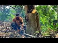 Full Yellow‼️Felling of a Jumbo Jackfruit Tree Nearly a Century Old